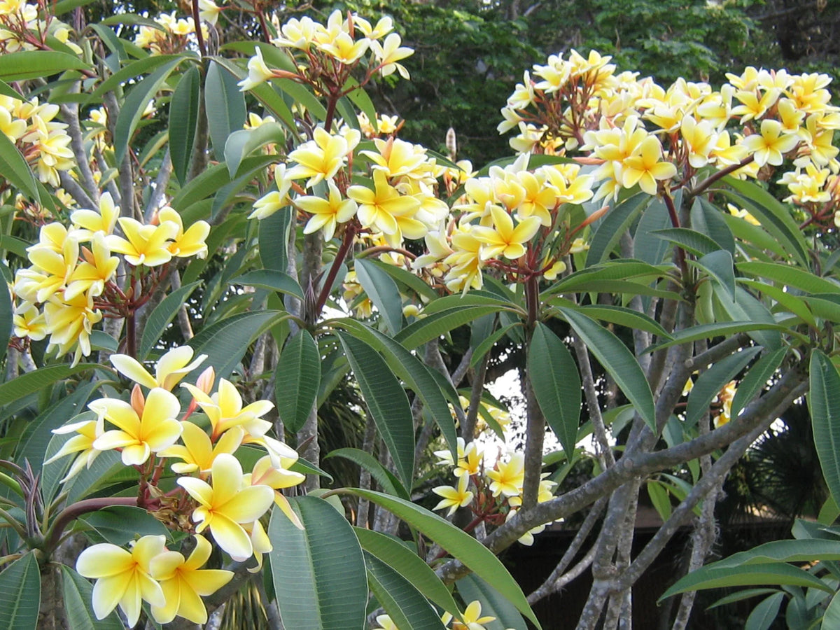 Yellow Live Plumeria Frangipani Plant Cutting 1 Pk 8"-12" Long Full Sun D716