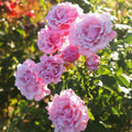 Memorial Day Hybrid Tea Rose Plant Q827883