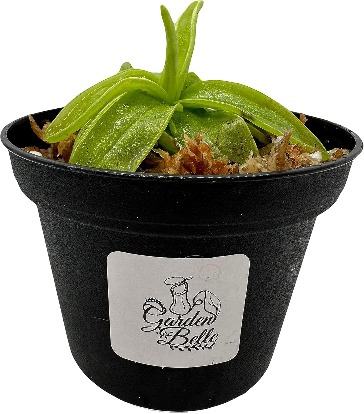 Carnivorous Plant in 3" Pot Q172246