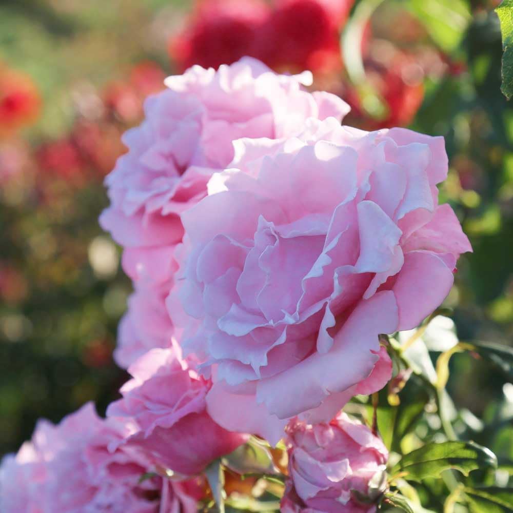 Memorial Day Hybrid Tea Rose Plant Q827883