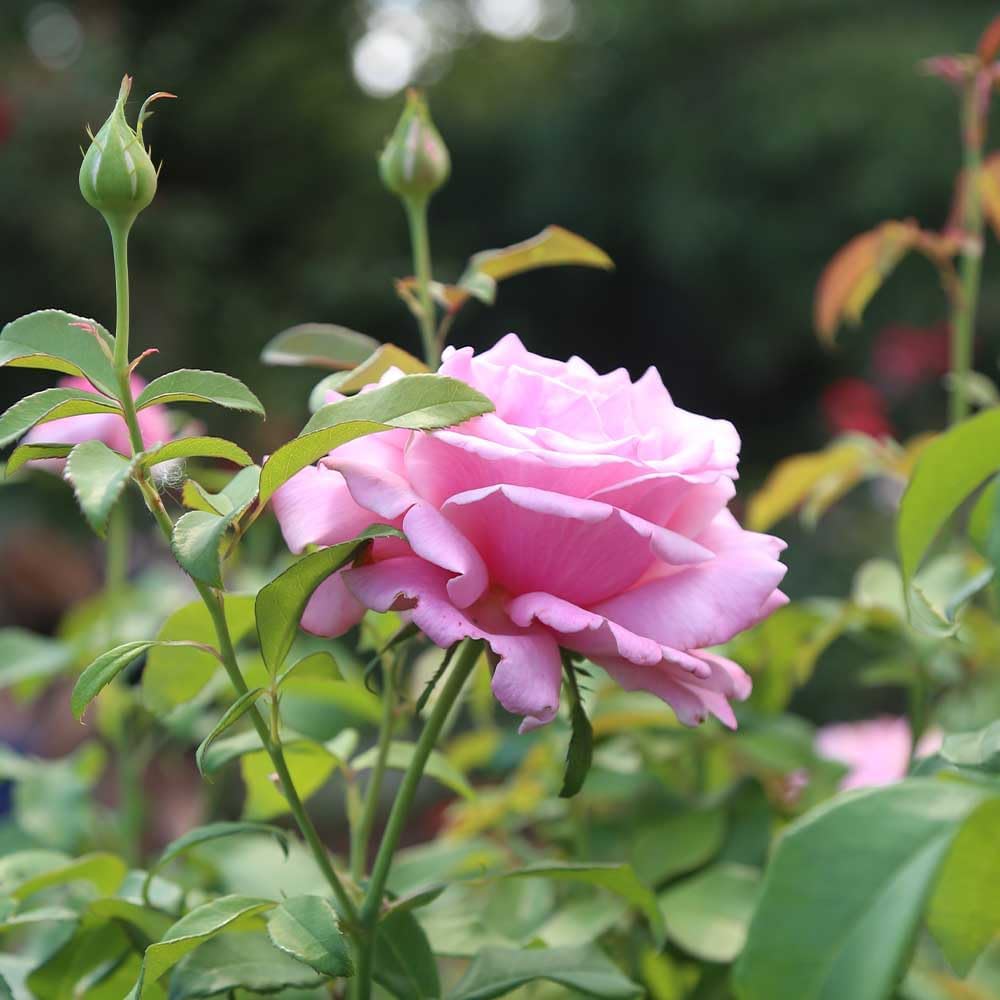 Memorial Day Hybrid Tea Rose Plant Q827883
