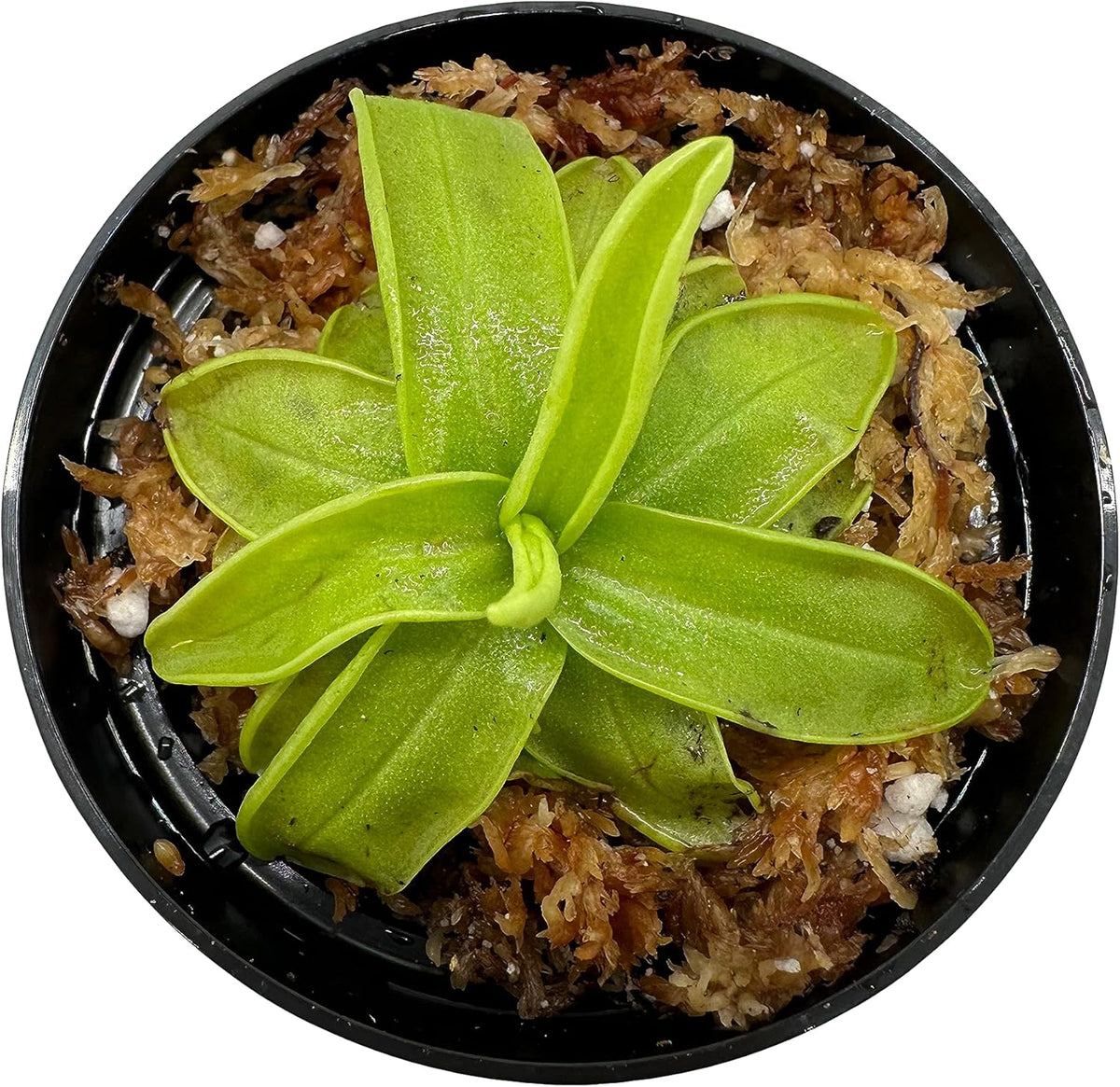 Carnivorous Plant in 3" Pot Q172246