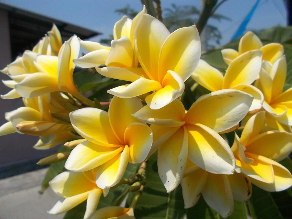 Yellow Live Plumeria Frangipani Plant Cutting 1 Pk 8"-12" Long Full Sun D716