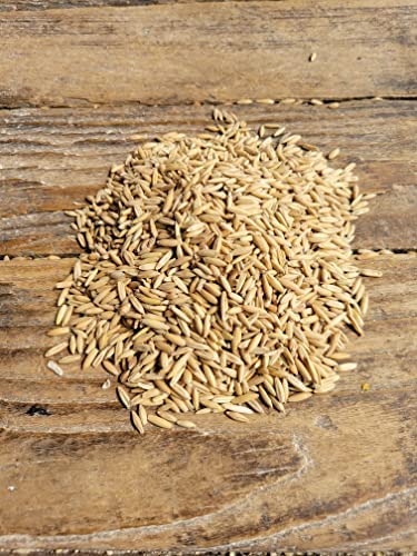 Feed Grade Oats, 50 lb K8113