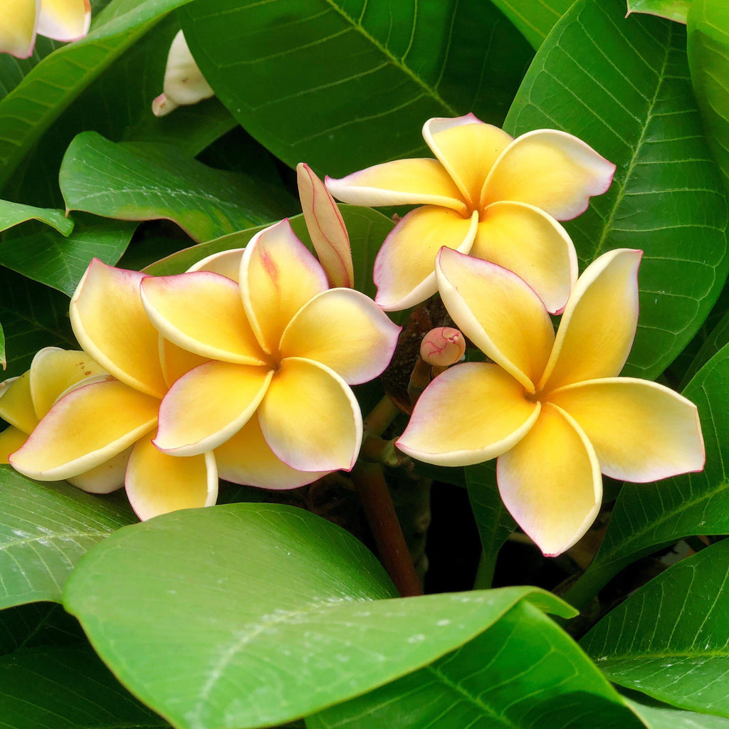 Yellow Live Plumeria Frangipani Plant Cutting 1 Pk 8"-12" Long Full Sun D716