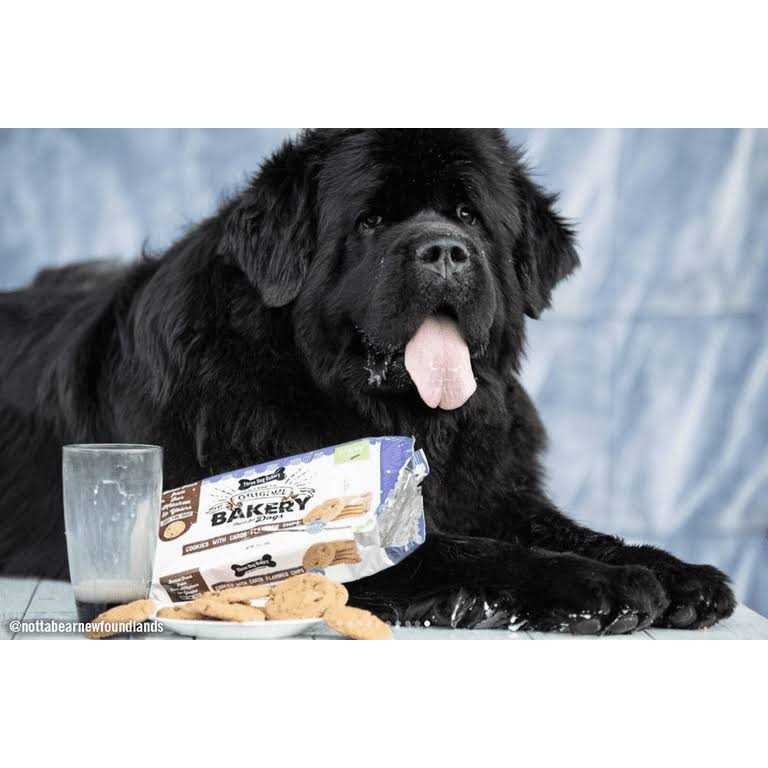 Carob Flavored Dog Treats U6509