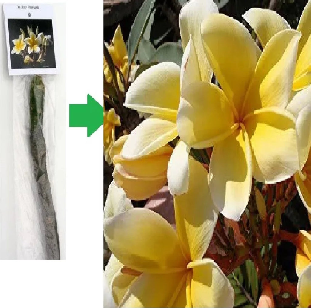 Yellow Live Plumeria Frangipani Plant Cutting 1 Pk 8"-12" Long Full Sun D716