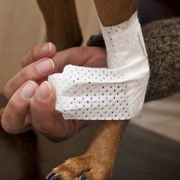 Bandages Joint Pets X598444