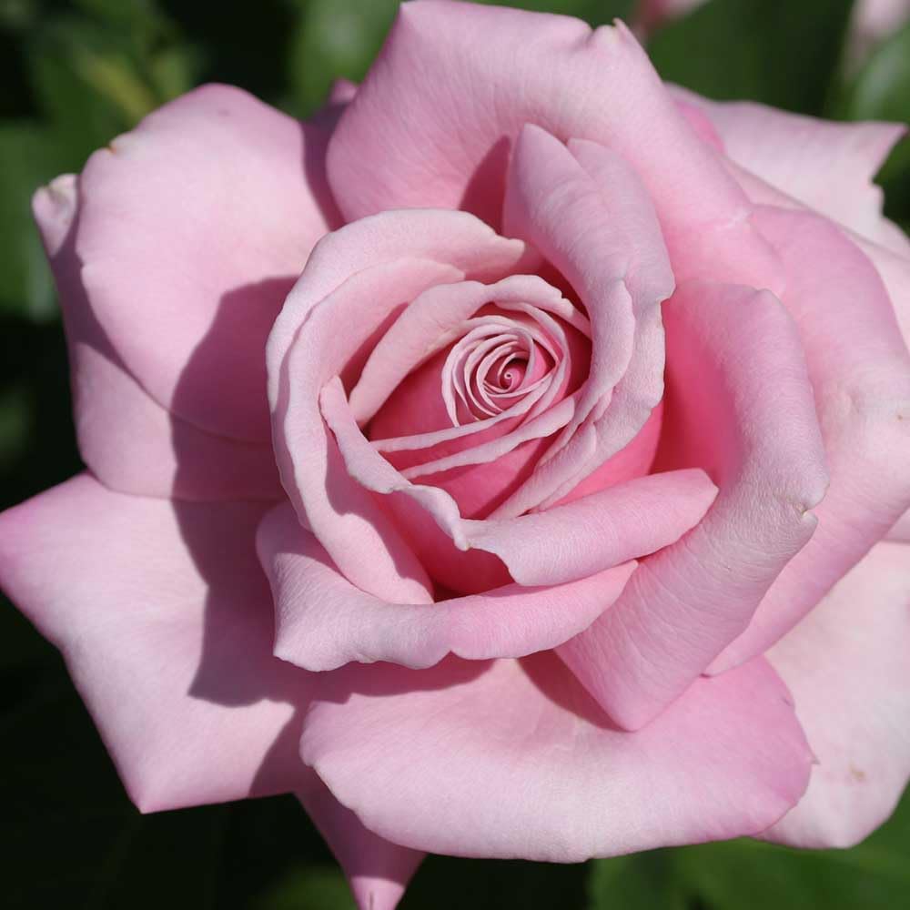 Memorial Day Hybrid Tea Rose Plant Q827883