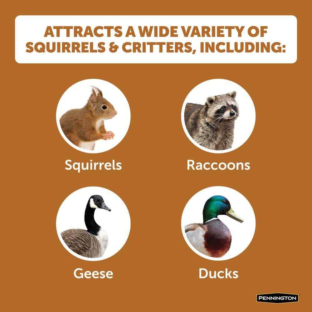 Squirrels Ear Corn Cobs Pet Supplies Q7941