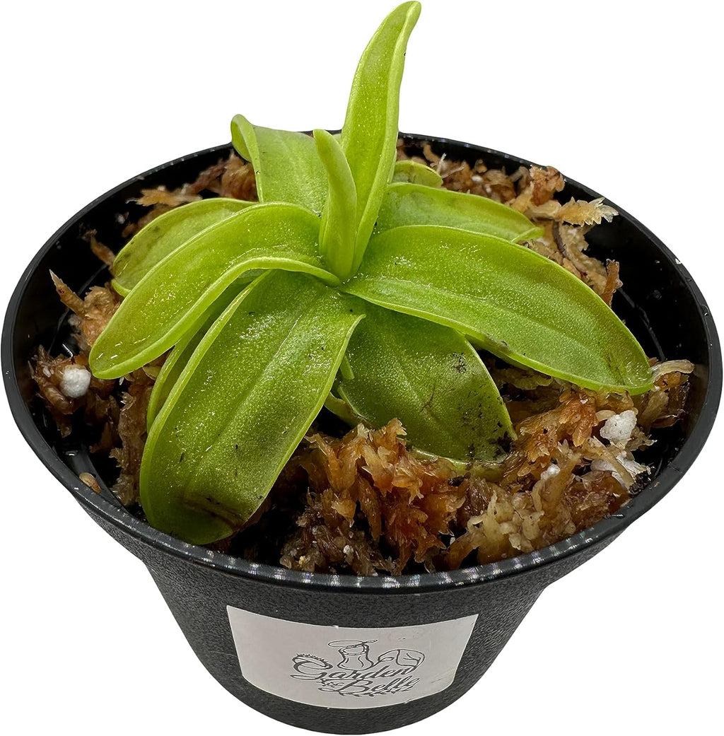 Carnivorous Plant in 3" Pot Q172246