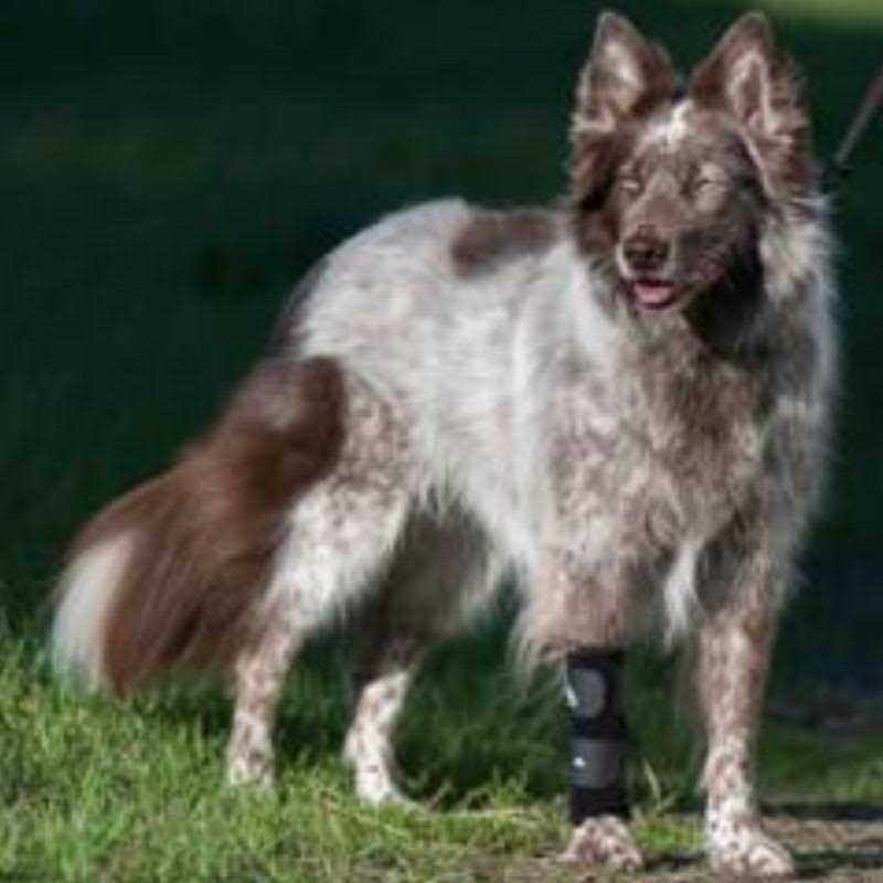 Carpal Support Brace W146