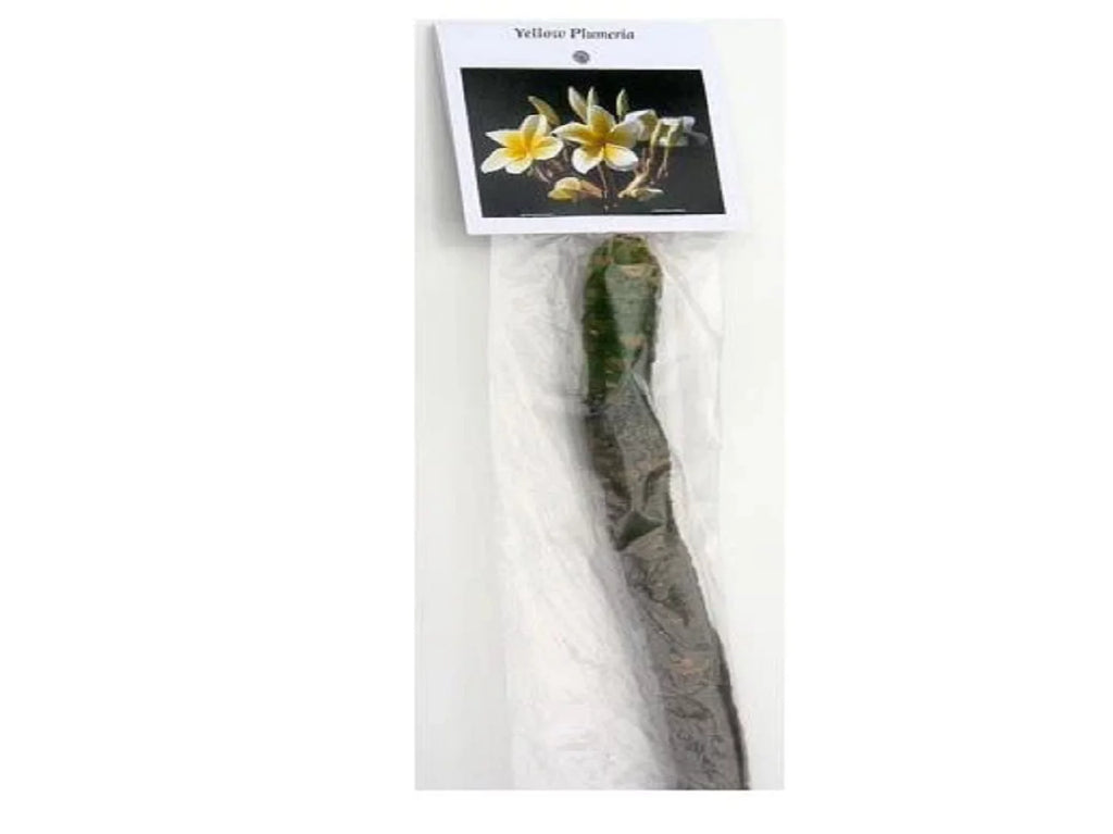 Yellow Live Plumeria Frangipani Plant Cutting 1 Pk 8"-12" Long Full Sun D716