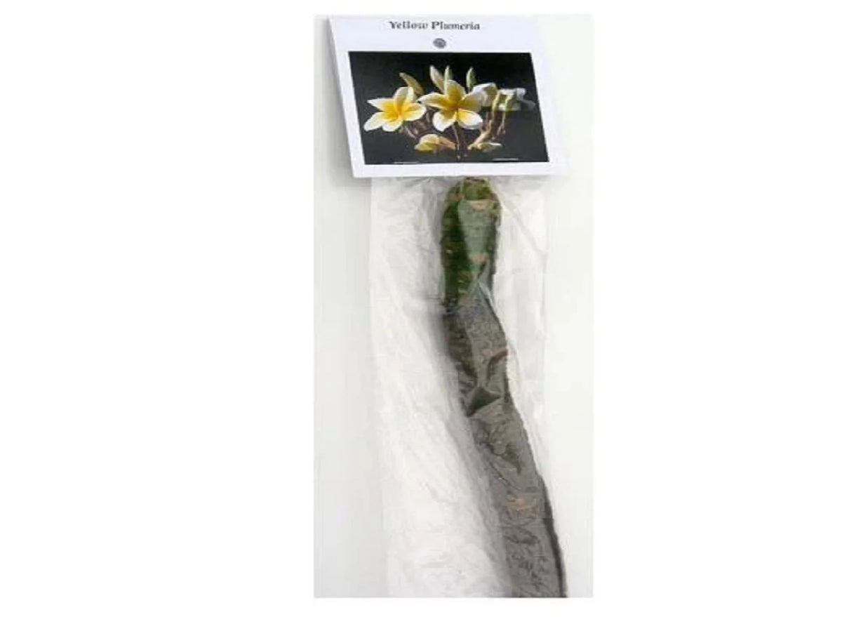 Yellow Live Plumeria Frangipani Plant Cutting 1 Pk 8"-12" Long Full Sun D716