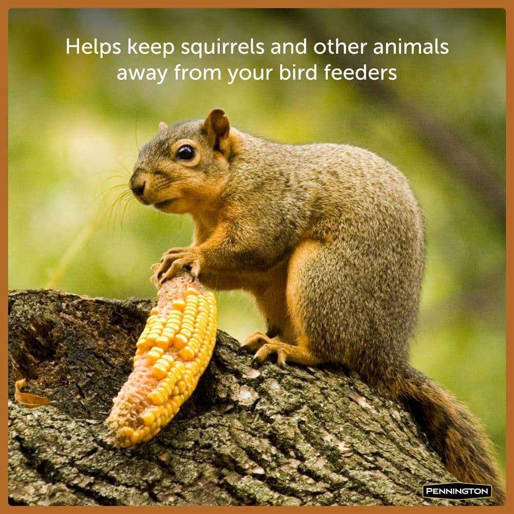 Squirrels Ear Corn Cobs Pet Supplies Q7941