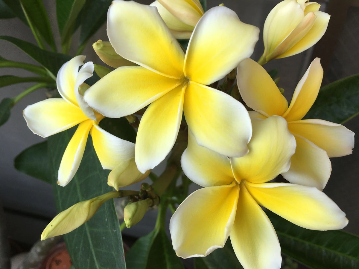 Yellow Live Plumeria Frangipani Plant Cutting 1 Pk 8"-12" Long Full Sun D716