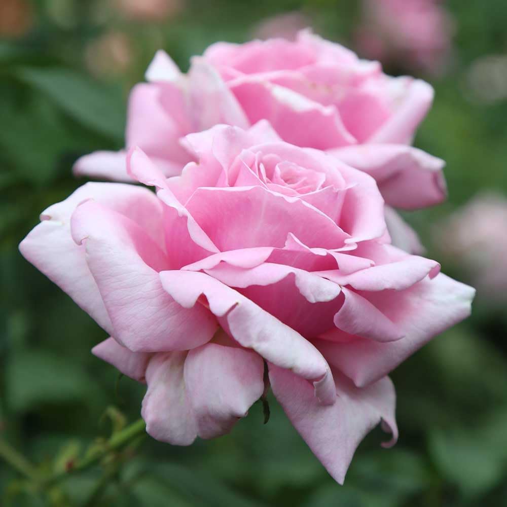 Memorial Day Hybrid Tea Rose Plant Q827883