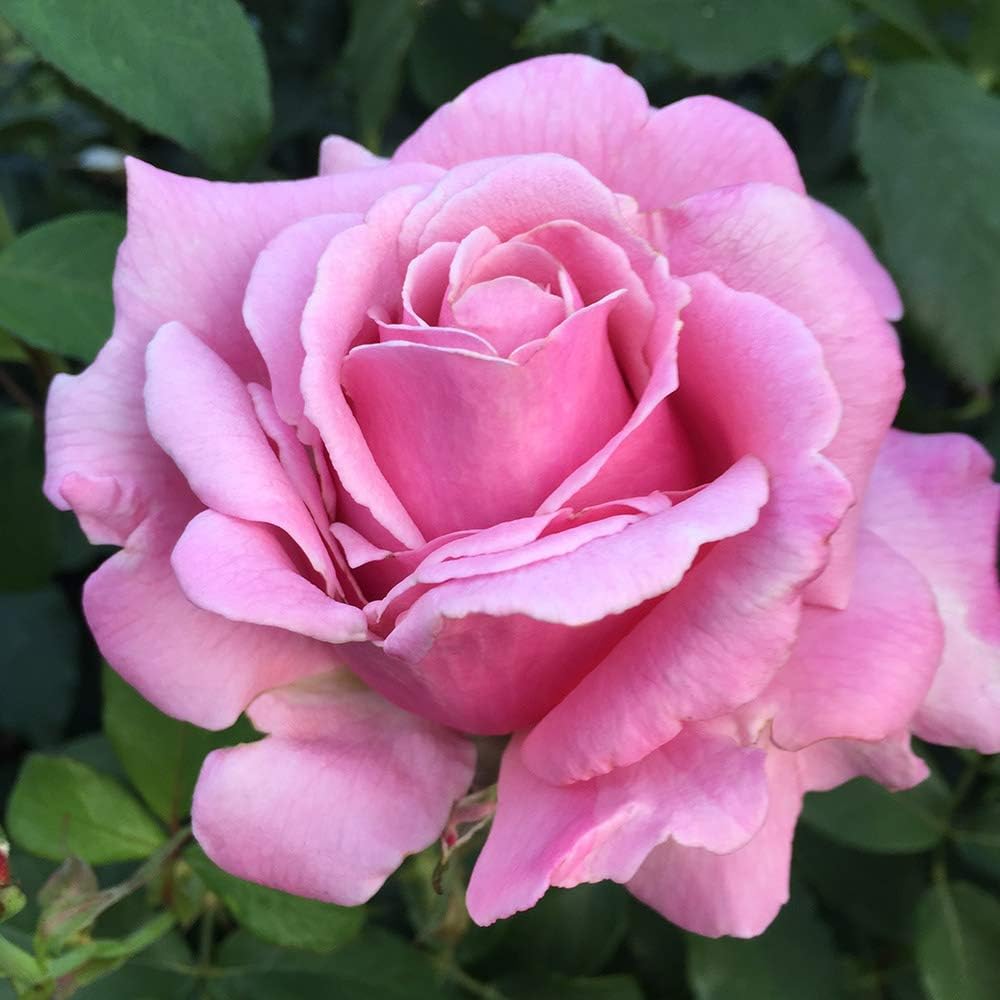 Memorial Day Hybrid Tea Rose Plant Q827883