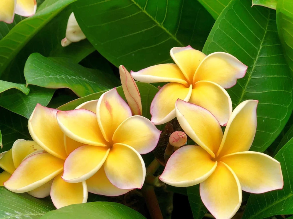 Yellow Live Plumeria Frangipani Plant Cutting 1 Pk 8"-12" Long Full Sun D716