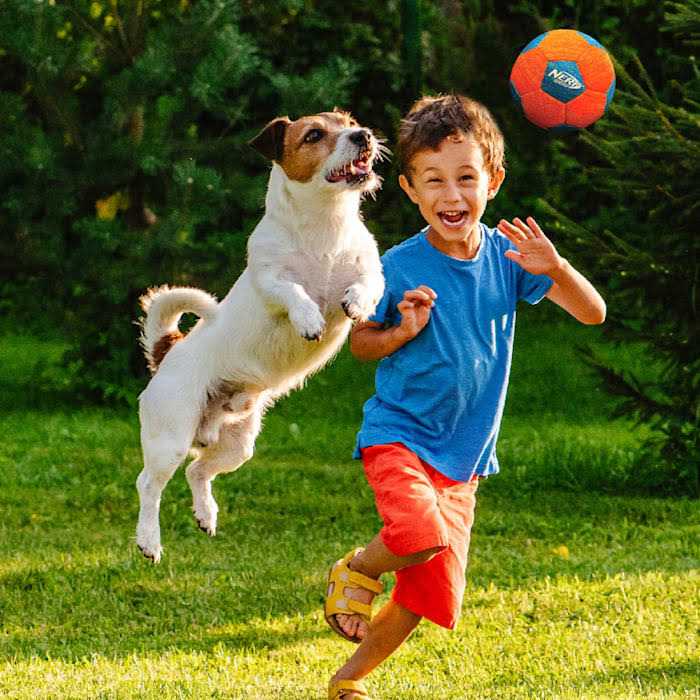 Soccer Squeak Ball Dog Toy Z48821