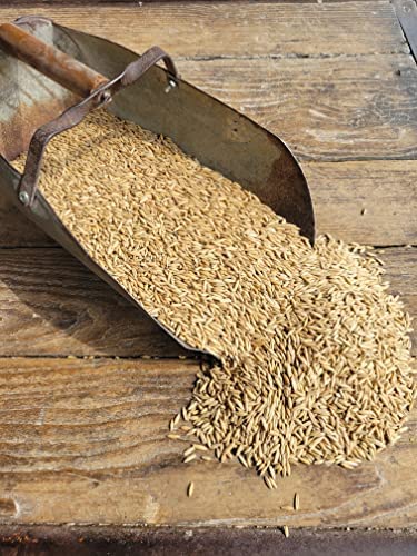 Feed Grade Oats, 50 lb K8113