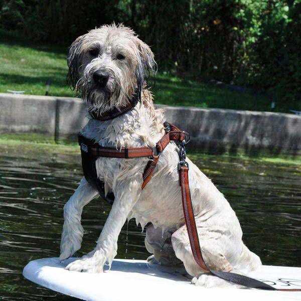Reflective Adjustable Padded Dog Harness V485