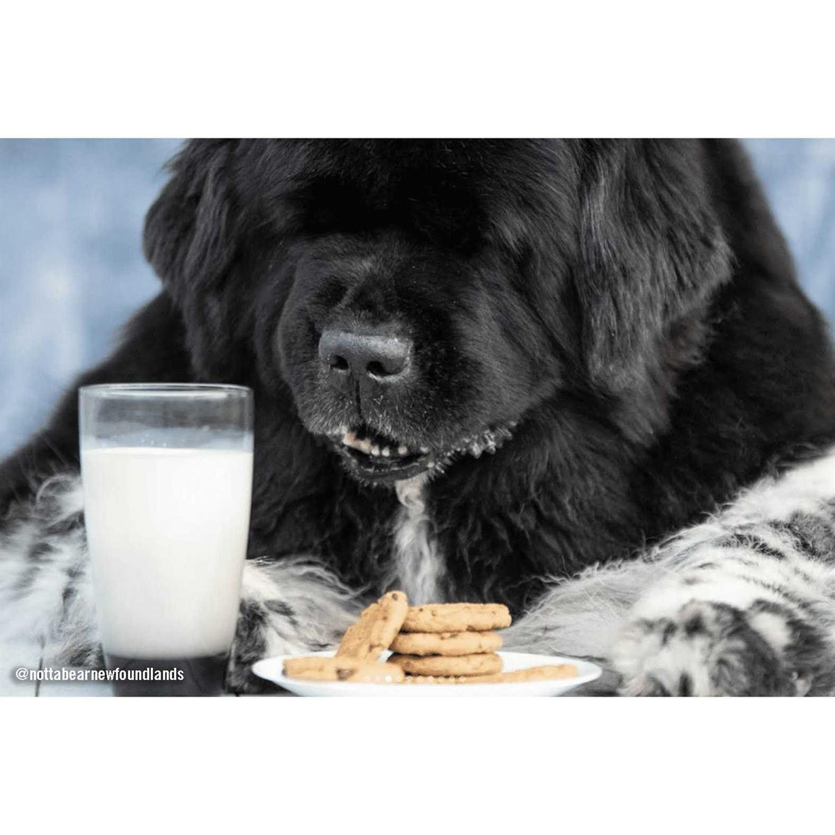 Carob Flavored Dog Treats U6509
