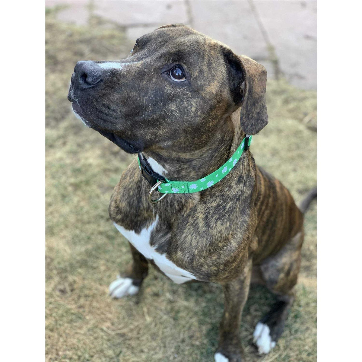 St Patricks Day Dog Collars G811605