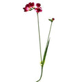 Freesia Stem (Set of 12) L347