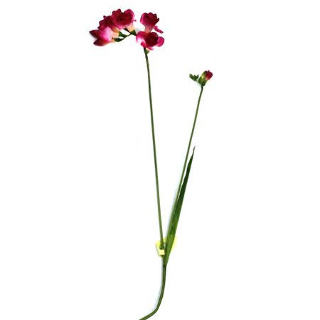 Freesia Stem (Set of 12) L347