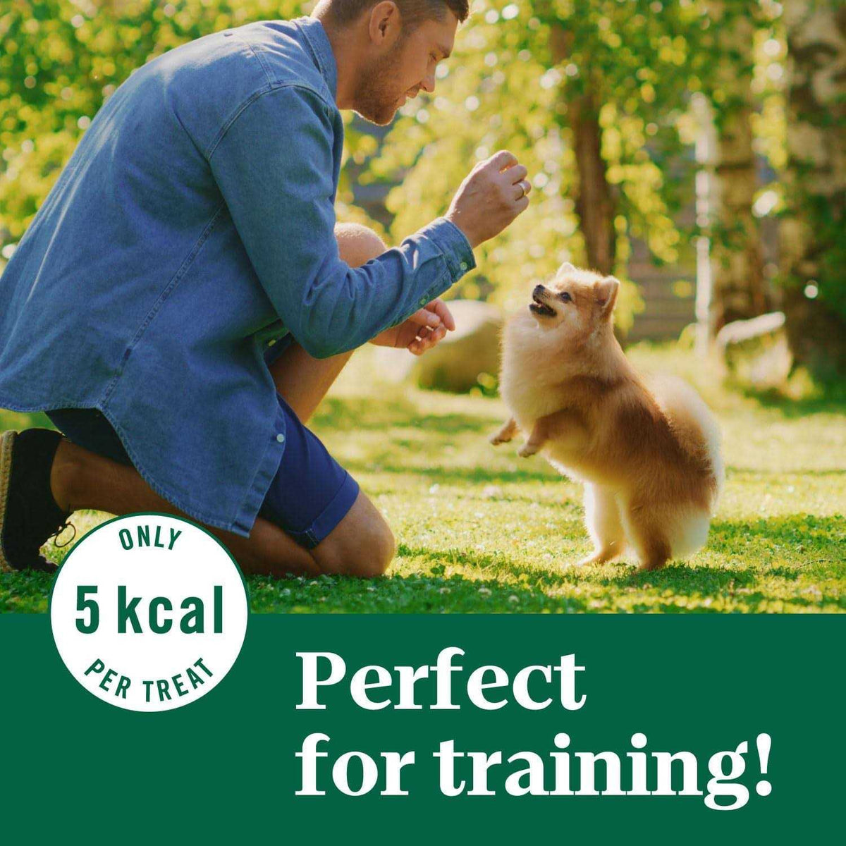 Crunchy Dog Treats Z25241