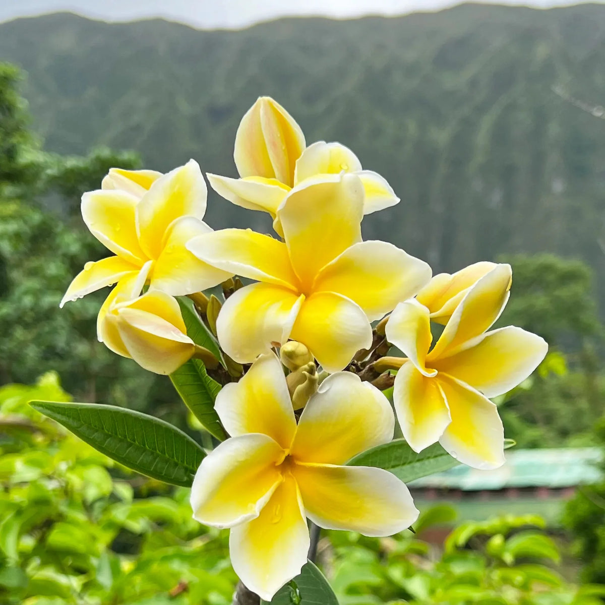 Yellow Live Plumeria Frangipani Plant Cutting 1 Pk 8"-12" Long Full Sun D716